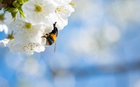 Free close up wasp on white flower image, public domain animal CC0 photo.