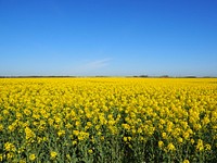 Free rapeseed field image, public domain flower CC0 photo.
