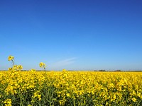 Free field of yellow flowers image, public domain landscape CC0 photo.