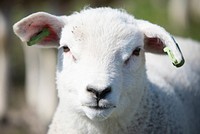 Free lamb image, public domain animal CC0 photo.