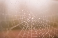 Free close up spider web image,  public domain CC0 photo.