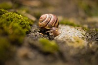 Free snail on ground closeup photo, public domain animal CC0 photo.