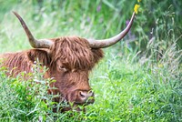 Free bull image, public domain animal CC0 photo.