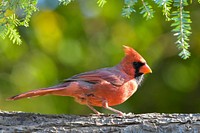 Free northern cardinal perched on a branch portrait photo, public domain animal CC0 image.