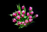 Free pink tulips image, public domain flower CC0 photo.