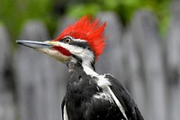 Free pileated woodpecker close up portrait photo, public domain animal CC0 image.