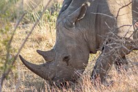 Endangered Rhino in Kruger National Park, South Africa. Original public domain image from Flickr