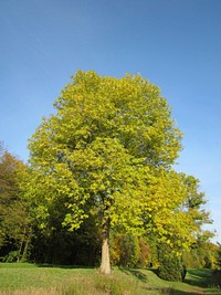 European ash (Fraxinus excelsior). Free public domain CC0 photo.