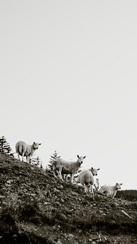 Dark iPhone wallpaper, sheep in the Scottish Highlands