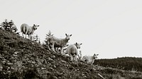 Nature computer wallpaper, sheep on a hill