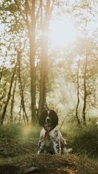 Dog mobile wallpaper, English Springer Spaniel at Fairy Pools at Isle of Skye, Scotland