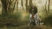 Dog desktop wallpaper, English Springer Spaniel at Fairy Pools at Isle of Skye, Scotland