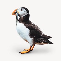 Atlantic puffin bird sticker, animal photo psd