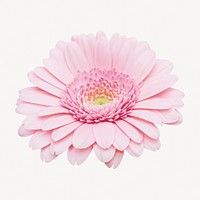 Pink daisy collage element, aesthetic flower psd