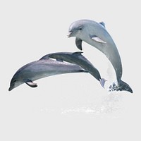 Jumping dolphins, isolated sea animal photo