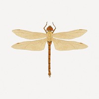 Vintage dragonfly, insect, aesthetic decoration