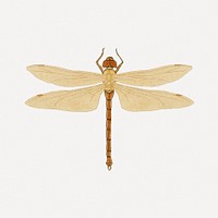 Vintage dragonfly sticker, aesthetic decoration psd