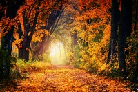 A forest view in the autumn. Original public domain image from Wikimedia Commons