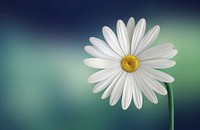 Daisy flower. Original public domain image from Wikimedia Commons