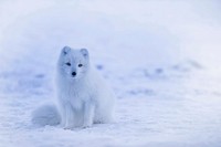 A Iceland Arctic Fox in Winter. Original public domain image from Wikimedia Commons