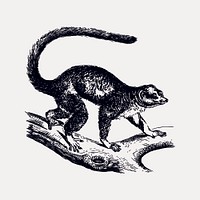 Mongoose lemur drawing, vintage animal illustration vector. Free public domain CC0 image.