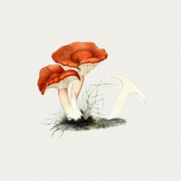 Hand drawn rufous milkcap mushroom. Original from Biodiversity Heritage Library. Digitally enhanced by rawpixel.