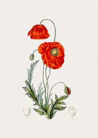 Hand drawn red poppy. Original from Biodiversity Heritage Library. Digitally enhanced by rawpixel.