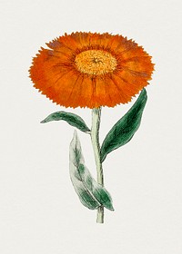 Hand drawn calendula flower. Original from Biodiversity Heritage Library. Digitally enhanced by rawpixel.