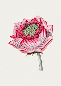 Hand drawn lotus. Original from Biodiversity Heritage Library. Digitally enhanced by rawpixel.