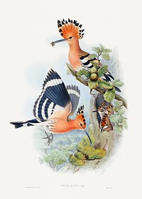 Heliomaster Angelae (1849–1887) print in high resolution by John Gould, Henry Constantine Richter and Charles Joseph Hullmandel. Original from The Minneapolis Institute of Art. Digitally enhanced by rawpixel.