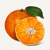 Delicious orange tangerine illustration. Digitally enhanced illustration from U.S. Department of Agriculture Pomological Watercolor Collection. Rare and Special Collections, National Agricultural Library.