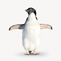 Penguin collage element, North Pole animal psd