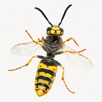 German wasp sticker, insect isolated image psd