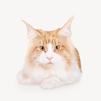 Maine Coon cat sticker, pet animal isolated image psd