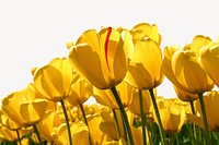 Yellow tulips flower border, Spring image psd