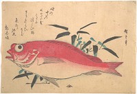 Utagawa Hiroshige (1840) Medetai Fush and Sasaki Bamboo, from the series Uozukushi (Every Variety of Fish). Original public domain image from the MET museum.