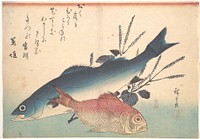 Utagawa Hiroshige (1840) Suzuki and Kinmedai Fish from the series Uozukushi (Every Variety of Fish). Original public domain image from the MET museum.