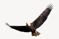 Bald eagle, isolated animal image psd