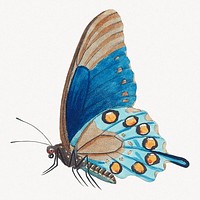 Vintage blue butterfly illustration