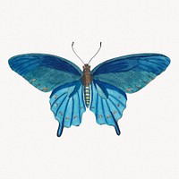 Vintage blue butterfly illustration