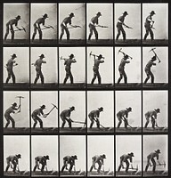 Animal Locomotion Plate 386 (1887) photograph in high resolution by Eadweard Muybridge.  