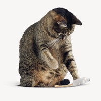 Cat playing with toy mouse psd