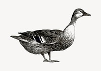 Duck realistic illustration, black & white collage element psd