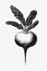 Radish realistic illustration, black & white collage element psd