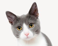 Cute cat, pet animal isolated image psd