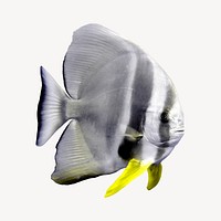 Angelfish, isolated sea animal image psd