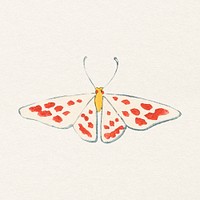 Orange moth, vintage insect illustration psd