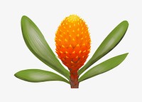 King protea, tropical exotic flower illustration