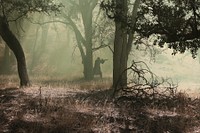 A U.S. Soldier with the 1st Battalion, 160th Infantry Regiment, 79th Infantry Brigade, California Army National Guard, fires blank rounds during Warrior Exercise 2014 at Fort Hunter Liggett, Calif., July 22, 2014.