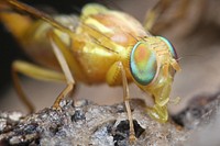 Mexican Fruit Fly (Tephritidae, Anastrepha ludens (Loew))Visiting a banana-beer feeder.USA, TX, Hidalgo Co.: MissionNational Butterfly CenterNovember 18, 2017.